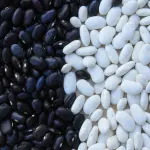 Tutto quello che devi sapere sulla tanica per alimenti in plastica