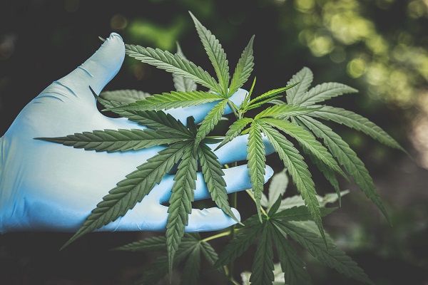 La guida definitiva per acquistare cannabis light online