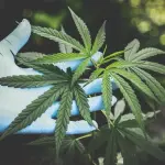 La guida definitiva per acquistare cannabis light online
